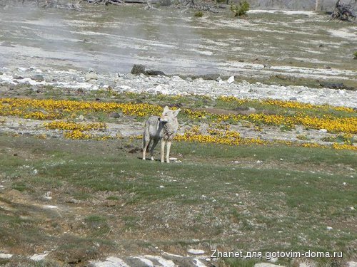 yellowstone 168.JPG