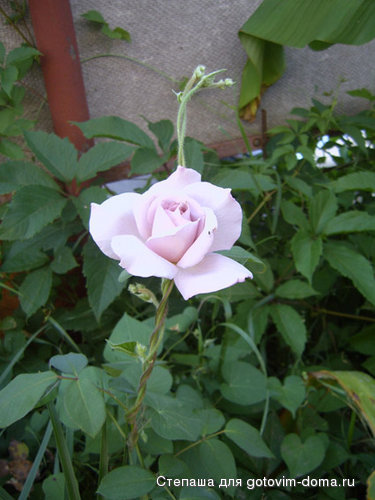 SUC40013.JPG