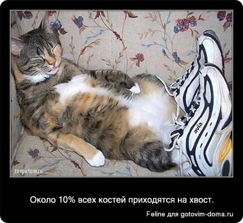 fakti_o_koshkah067.jpg