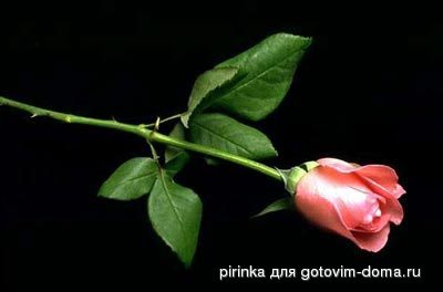 roses0115.jpg