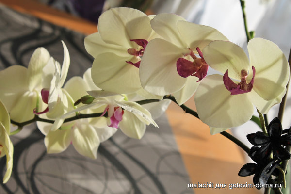 falenopsis 2.jpg