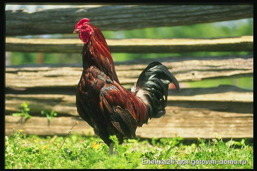 foto_cock_03[1].jpg
