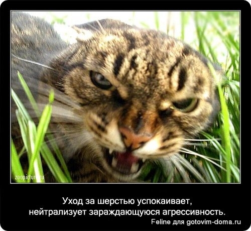 fakti_o_koshkah080.jpg