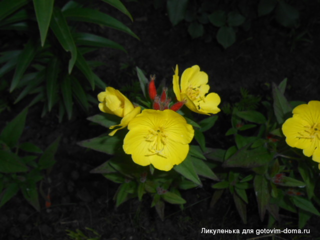 DSCN0095.JPG