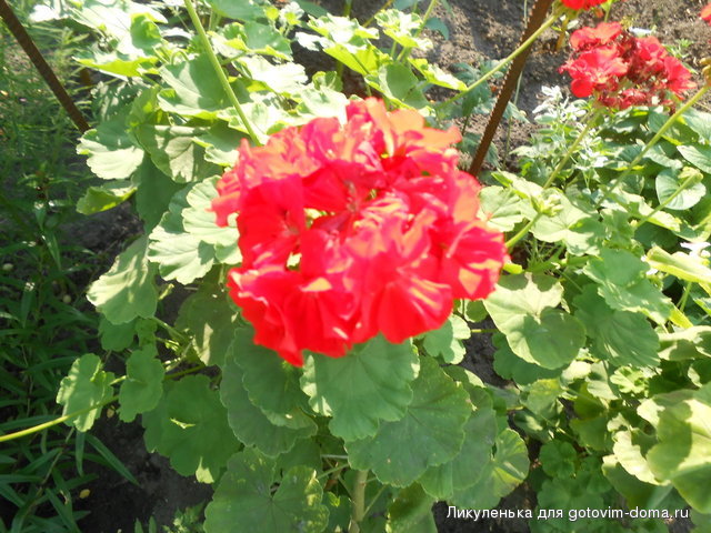 DSCN1608.jpg