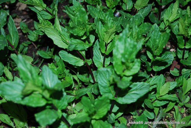 DSC_meta-vert.jpg