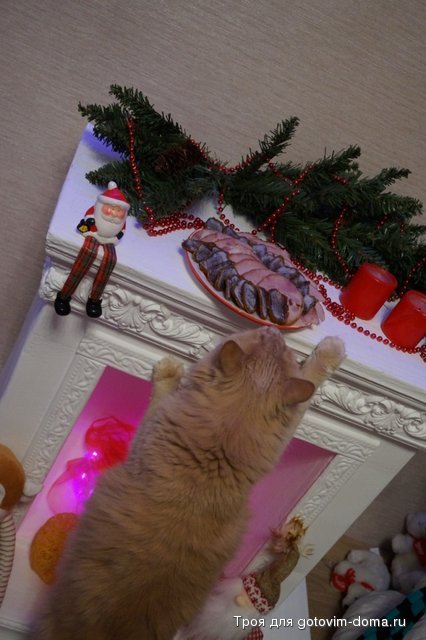 кот.jpg