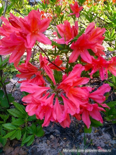 IMG_20170507_111738_HDR.jpg