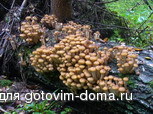P1050080-1.jpg
