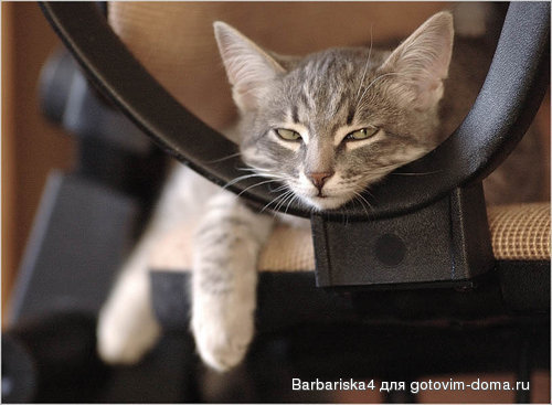 котенок.jpg