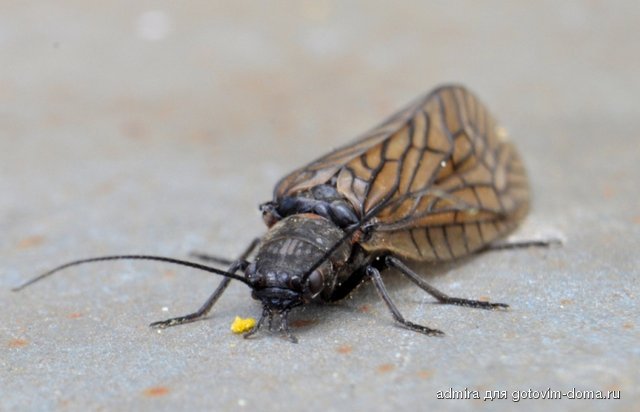 DSC_0407 k.jpg