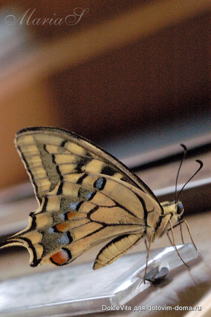 DSC_0499c.jpg