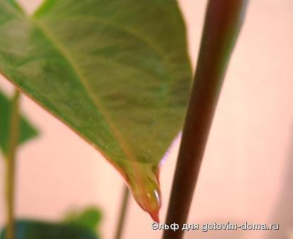 DSCF9173.JPG