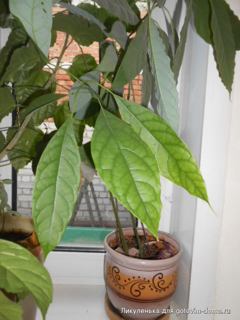 DSCN4785.JPG