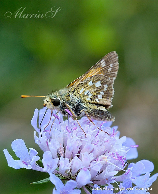 DSC_0250mc.jpg