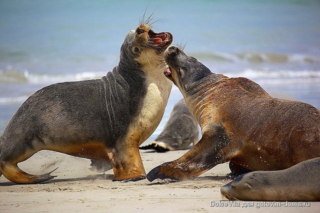 kangaroo island tulen.jpg