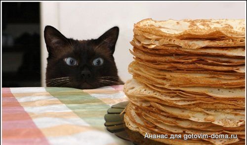 1236764015_cat_11.jpg