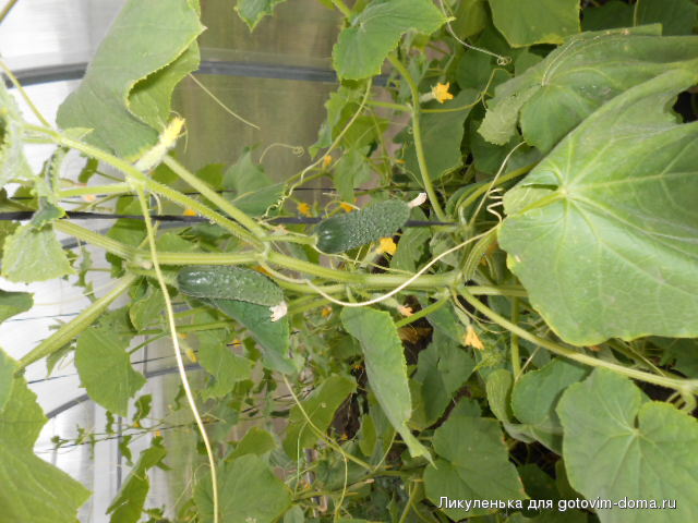 DSCN0090.JPG