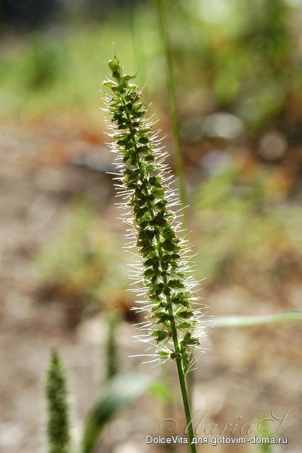 DSC_0073.jpg