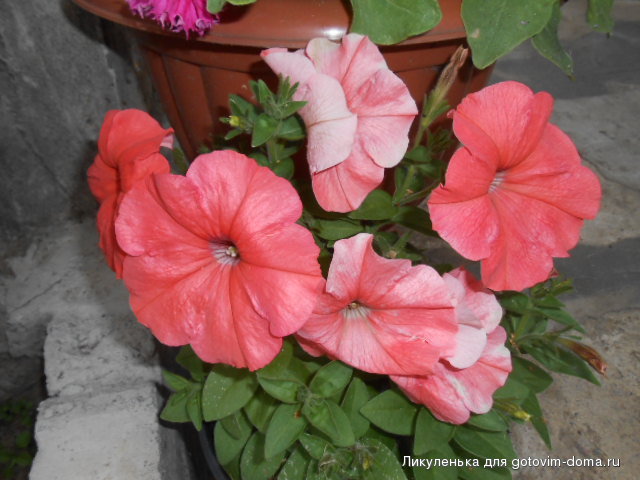 DSCN0101.JPG