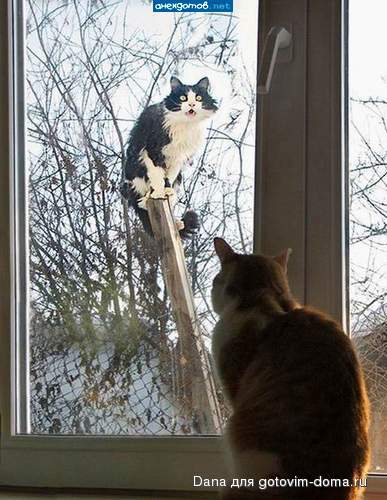 Katzen1.jpg