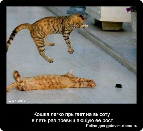 fakti_o_koshkah049.jpg