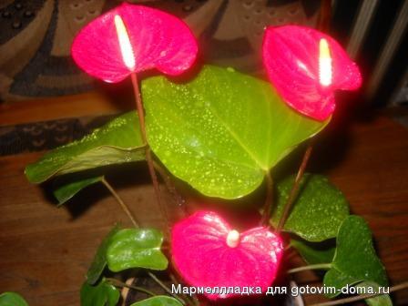 DSCN0170.jpg