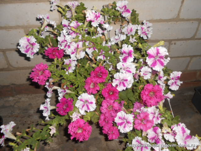 DSCN1198.JPG