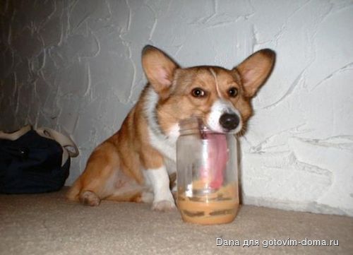 Hund 3.jpg