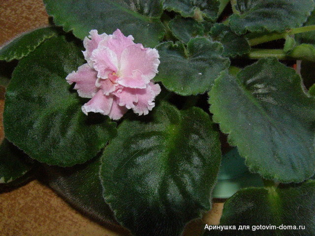 PA260404.jpg