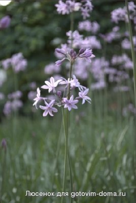 DSC_1257.jpg
