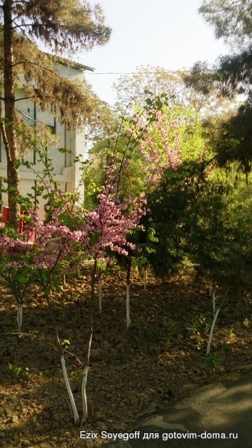 DSC_6644.JPG