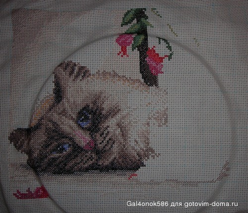 кот28.02.jpg