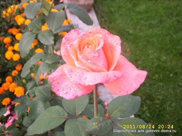 SPA50462.JPG