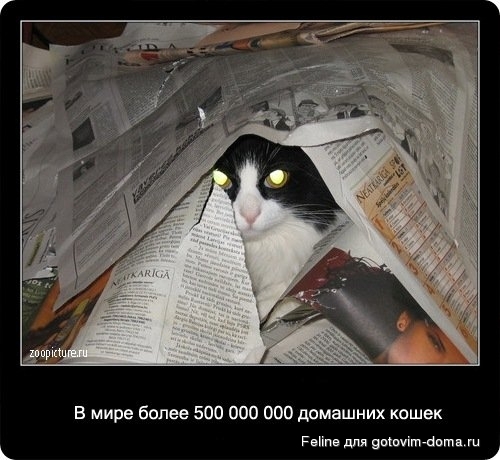 fakti_o_koshkah024.jpg