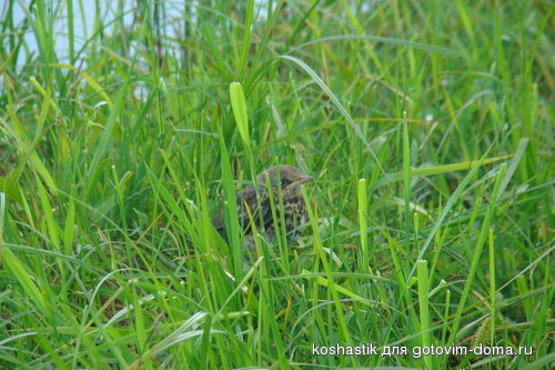DSC00838.jpg
