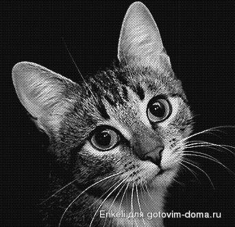 кот.jpg