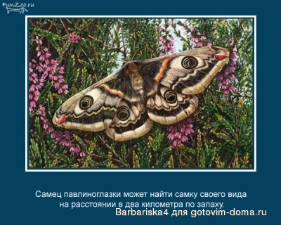 павлиний глаз.jpg