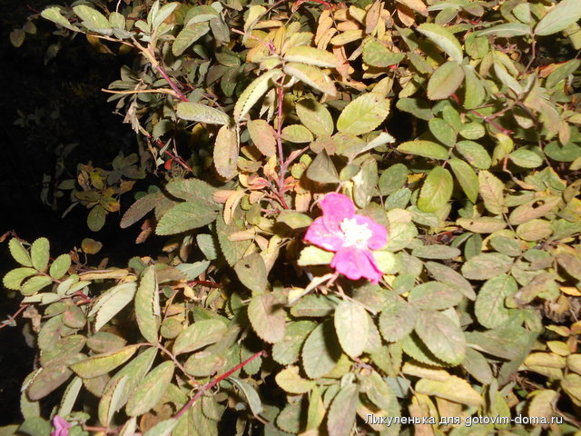 DSCN3110.jpg