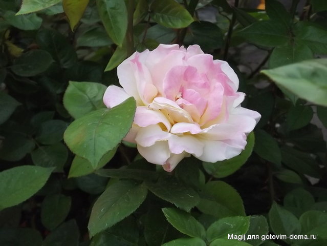 DSCF1370.jpg
