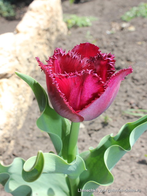 DPP_00076.JPG