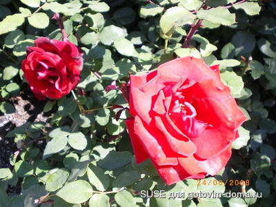 IMGP1091_изм-е размера.JPG
