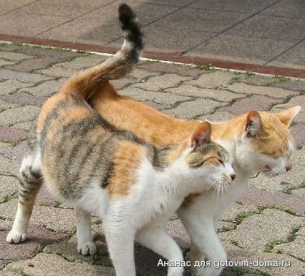1236764040_cat_14.jpg