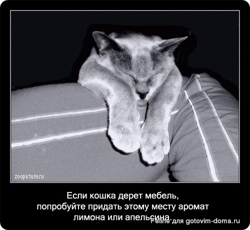 fakti_o_koshkah038.jpg