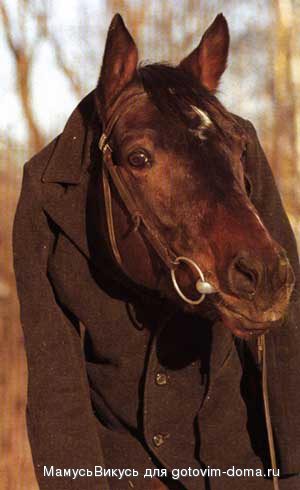 horse.jpg