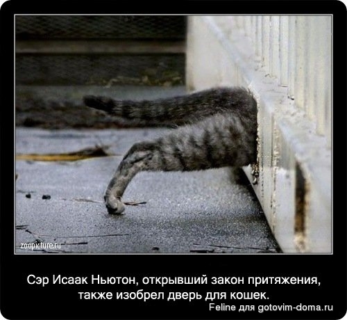 fakti_o_koshkah065.jpg
