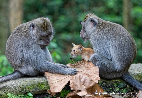 ss-100826-monkey-kitten-04_ss_full[1].jpg