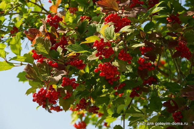 DSC02929_resize.JPG