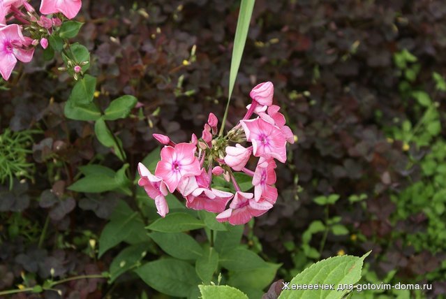 DSC04303.JPG