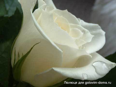 893202_6753956_6487769_RoseRain_sm.jpg